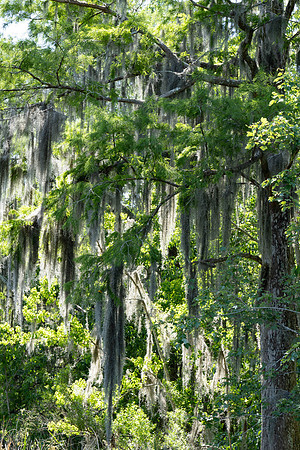 Alligator Swamp-16.jpg