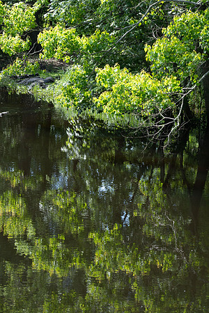 Alligator Swamp-35.jpg