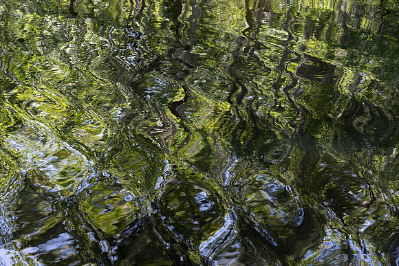 Alligator Swamp-25.jpg