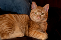 Asa and Sputnick-16-Edit.jpg