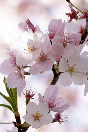 Cherry Blossoms
