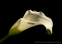 Calla Lily
