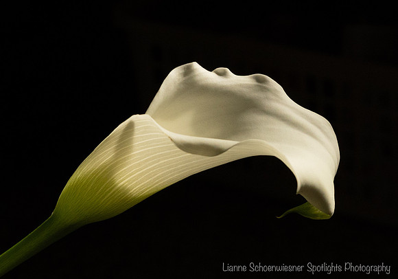 Calla Lily