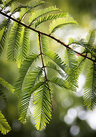 Greenwood Summer