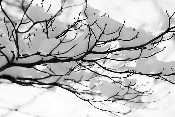Snow branch