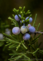 Winter berries