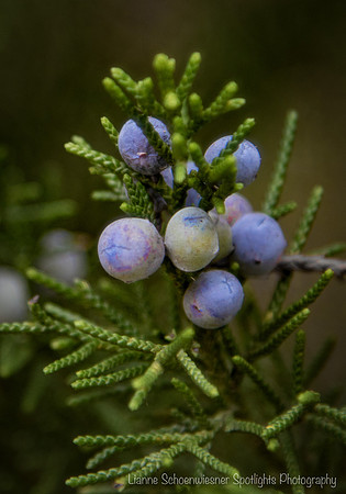 Winter berries