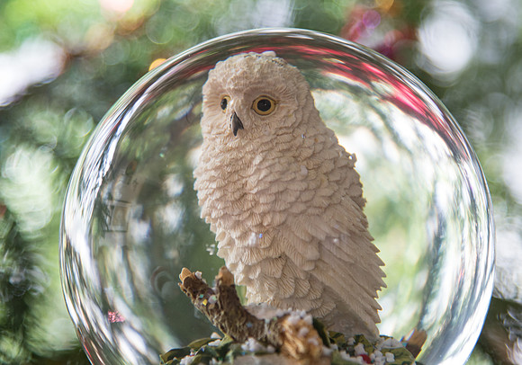 Snowy Owl