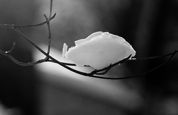 Snow twig