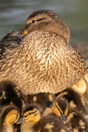 Mama Duck