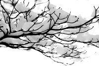 Snow Branch