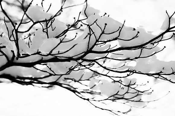 Snow Branch