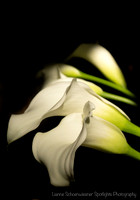 calla lilies-12