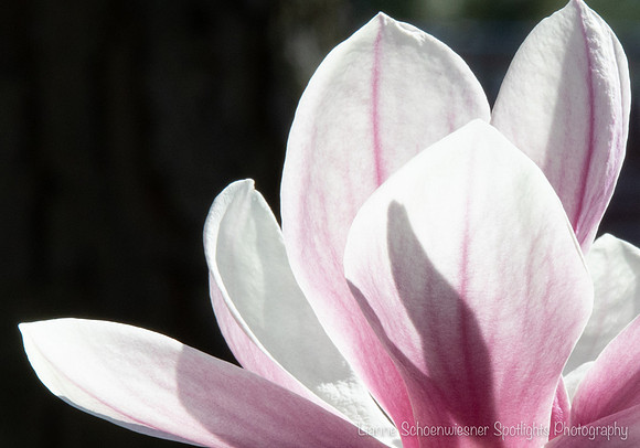 Magnolias-89
