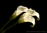 calla lilies-21-Edit