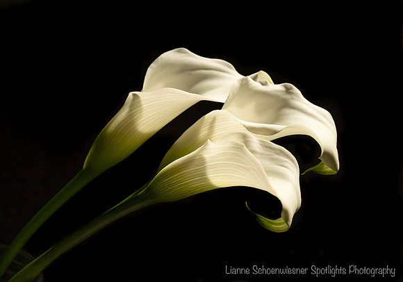 calla lilies-21-Edit