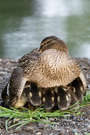 Mama duck