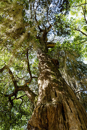 Rosedown Oak