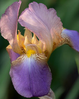 Castle Iris