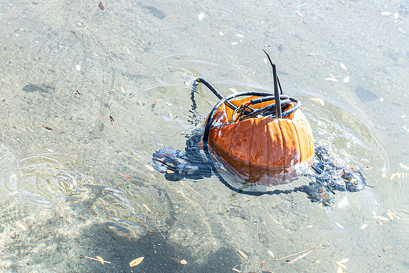 Pumpkin Boat-97.jpg