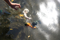 Pumpkin Boat-15.jpg