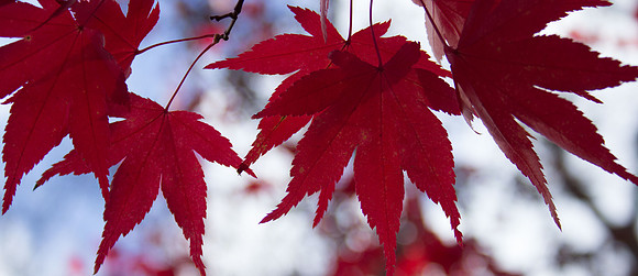Flaming Maple 3-69