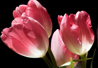 Sunlit Tulips