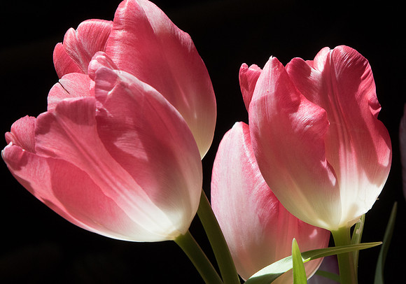 Sunlit Tulips