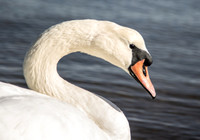 Swan