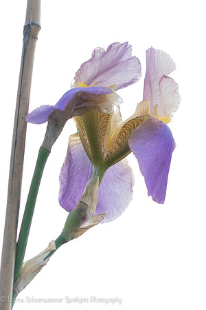 Lavender Iris