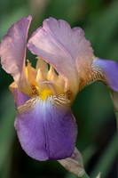 Castles in the Iris