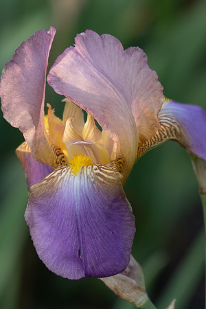 Castles in the Iris
