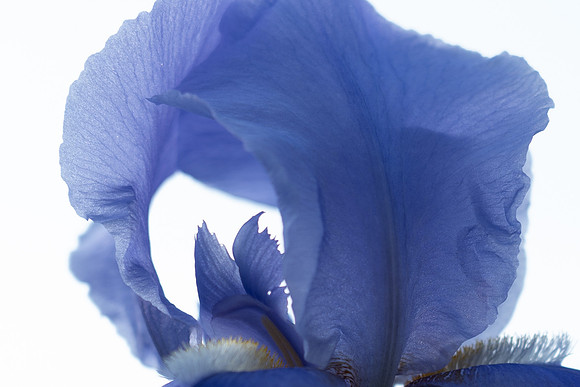 Through the Iris