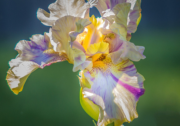 Watercolor iris