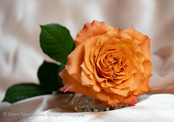 Peach Satin