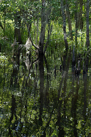 Alligator Swamp-30.jpg