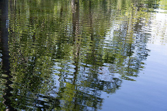 Alligator Swamp-28.jpg