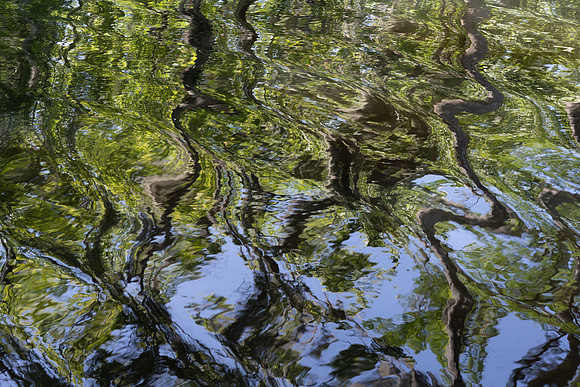 Alligator Swamp-24.jpg