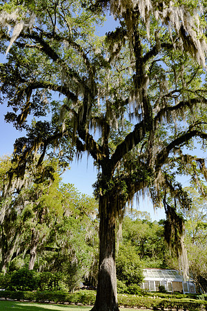 Rosedown St Francisville-2.jpg