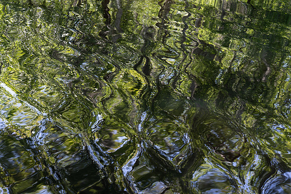Alligator Swamp-26.jpg
