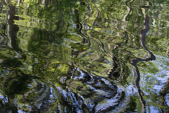 Alligator Swamp-22.jpg