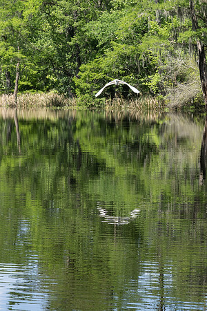 Alligator Swamp-21.jpg