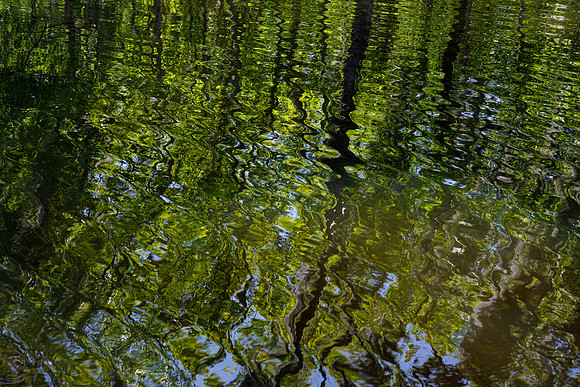 Alligator Swamp-27.jpg
