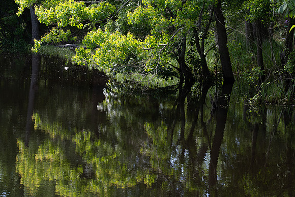Alligator Swamp-34.jpg