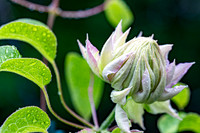 Clematis