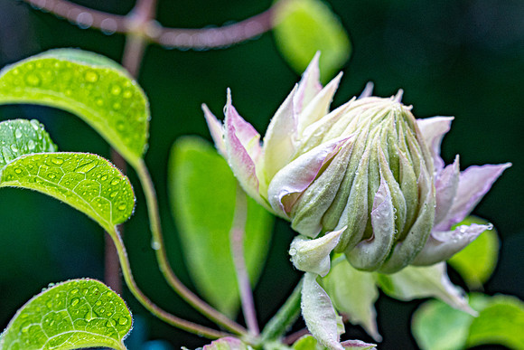 Clematis