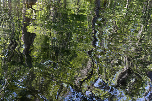 Alligator Swamp-23.jpg